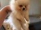 Chiots spitz nain disponible 