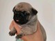 Chiot carlin disponible pour adoption 