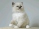 Adorable chaton sacr&eacute; de brimanie 