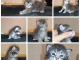 Chaton Maine coon disponible 
