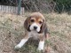 Je donne chiots beagle disponible 