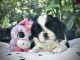 Adorable chiots Shih Tzu disponible 