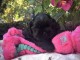 Adorable chiots Shih Tzu noir disponible 