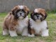 Adorable chiots Shih Tzu M&acirc;le et femelle &agrave; donner 