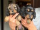 Je donne chiots teckels 