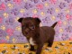 Chiot chihuahua m&acirc;le a donner 