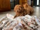 Dons chiots caniche toy 