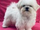 Je donne chiots Bichon maltais m&acirc;le 