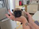Je donne chiots bouledogue fran&ccedil;ais 