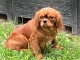 Je donne chiots cavalier King Charles 