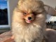 Chiots spitz nain femelle a donner 
