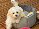 Chiots Bichon maltais femelle disponible 