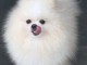 Magnifique chiots Spitz nain &agrave; vendre 