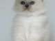 Chaton sacr&eacute; de brimanie disponible 