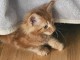 Maine Coon disponible pour adoption 