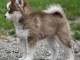 Magnifique chiots pomsky disponible 