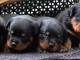 Annonces chiots rottweiler disponible 