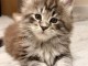 &Agrave; adopter chatons Maine coon disponible 