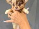 Magnifique chiots chihuahua femelle 