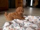 Adoption chiots caniche disponible 