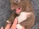 Chiots chihuahua femelle a donner 