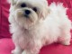 Adorable chiots Bichon maltais femelle 