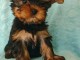 Je donne chiots rottweiler lof