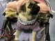 Chiots Carlin disponible de suite 