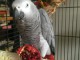 Couple perroquet gris du Gabon disponible 