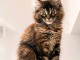 Adorable chaton Maine coon femelle 