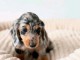 Magnifique chiots teckels disponible 