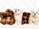 Chiots Bolonka Zwetna et Bichon Maltais