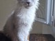 Magnifique chaton Maine coon femelle &agrave; donner 