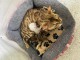 Annonces chaton bengals disponible 