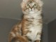 Maine coon disponible pour adoption 