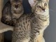 Chaton savannah d&eacute;j&agrave; pr&ecirc;ts &agrave; rejoindre leurs familles 