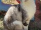Adorable chaton Maine coon femelle 