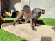 Chiots Staffie &agrave; adopter disponible 