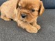 Chiots cavalier King Charles 