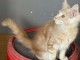 Chaton roux &agrave; adopter ag&eacute;s de 3 moi 