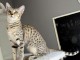Magnifique chaton savannah femelle 