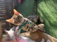 Bengals disponible pour adoption 