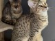 Adorable chaton savannah disponible 
