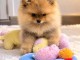Chiots spitz nain disponible femelle 