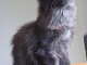 Dons chaton Maine coon femelle 