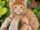 Maine coon m&acirc;le a place &agrave; venir chercher 
