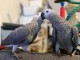 Perroquets gris du Gabon couple &agrave; adopter 