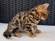 Bengals m&acirc;le a donner 