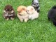 Magnifique chiots Spitz nain Pom&eacute;ranien 