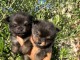 Chiots chihuahua femelle disponible 